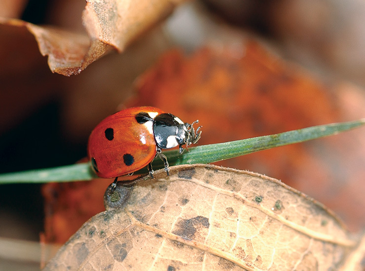 lady beetle: Lady beetles typically live for about a year.