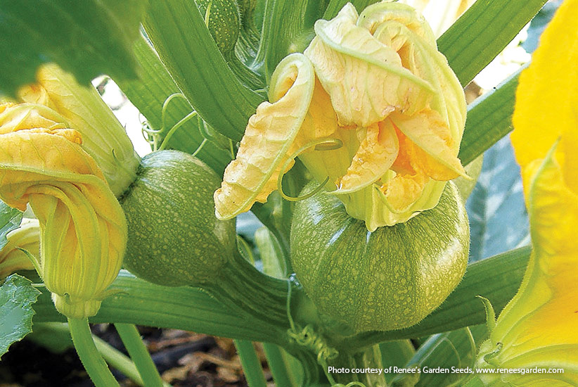 Summer squash photo: Add ‘Ronde de Nice’ to a container on a deck or patio and enjoy its compact growth, silvery leaves, and buttery yellow flowers.