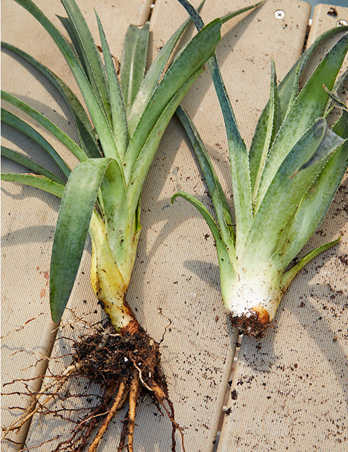 mangave pups with and without roots: Some pups will be rooted, but others will break off without roots.