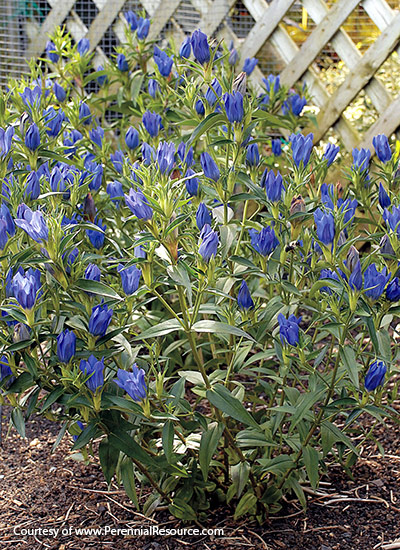 ‘True Blue’ gentian (Gentiana spp. and hybrids)