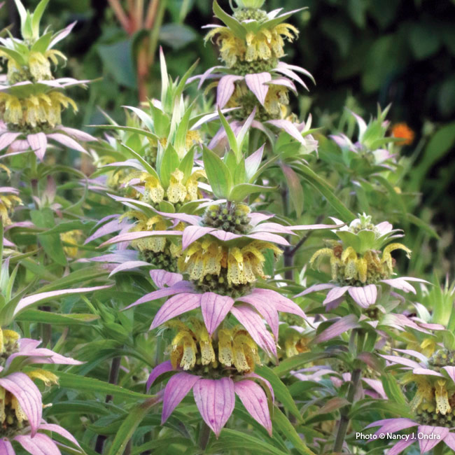 Spotted bee balm (Monarda punctata)