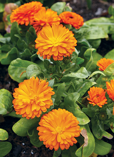 Pot marigold (Calendula officinalis)