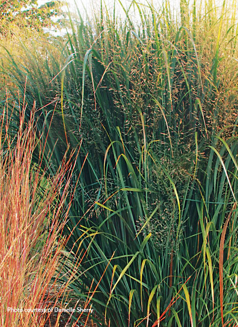 ‘Northwind’ switchgrass (Panicum virgatum)