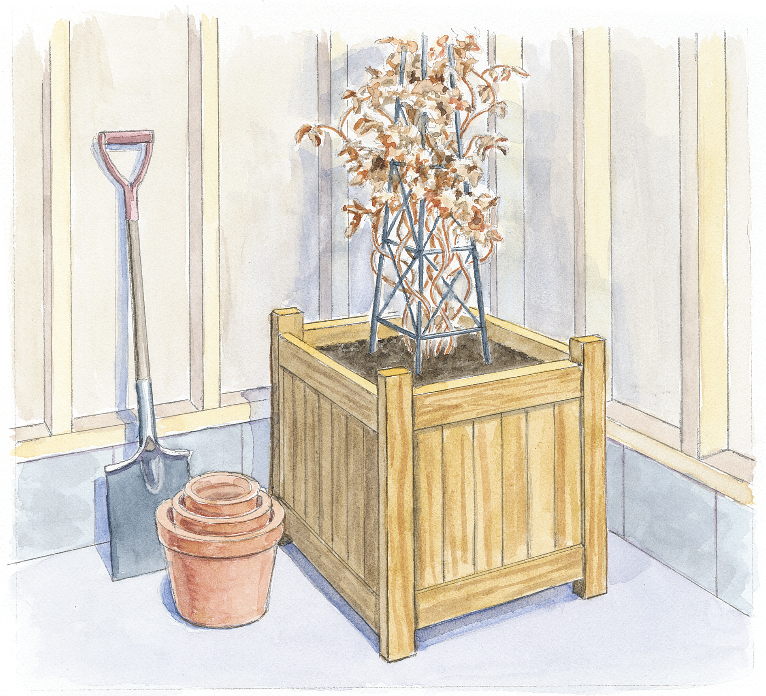 Winter clematis storage illustration by Carlie Hamilton:  Illustration by Carlie Hamilton