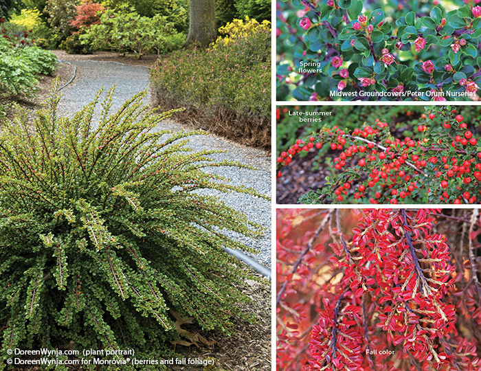 Cranberry cotoneaster Doreen Wynja for Monrovia: Small pink flowers bloom in late spring, followed by bright red berries in late summer that birds love. In fall, cranberry cotoneaster’s foliage turns vibrant red before dropping, leaving its arching stems and berries to add winter interest.