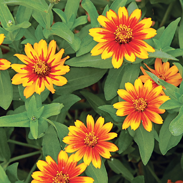 Zahara®  Sunburst zinnia: Single-flowered zinnias like these offer easier access to pollen and more landing space for pollinators than double or pom pom-type flowers.