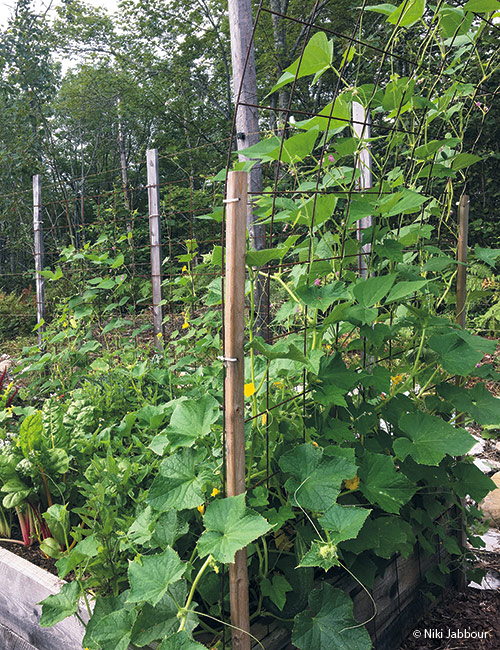 Using metal mesh fencing as a trellis for cucumber vines photo copyright Niki Jabbour: Make an arch or tunnel with fence panels for cucumber vines to climb.