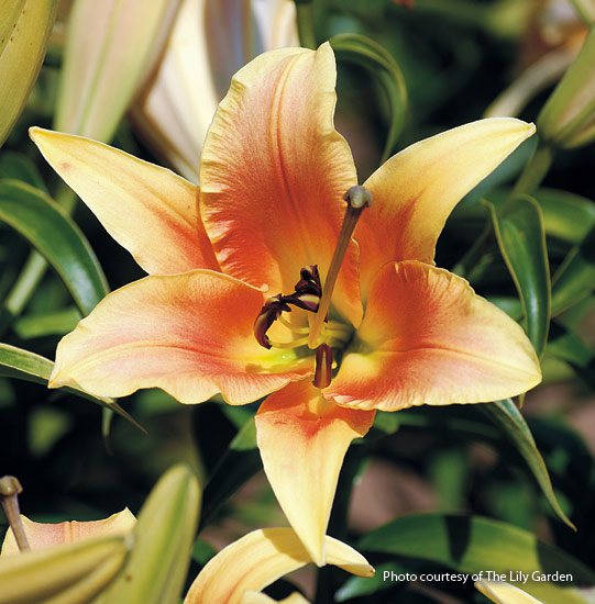 Orienpet lily (Lilium ‘Wassail’)