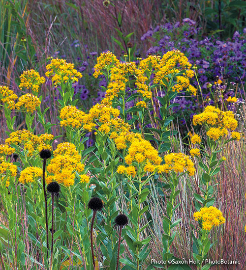 Designing-with-goldenrod-stiff-goldenrod: Stiff goldenrod is a tough plant that grows in the most inhospitable soils, from moist clay to dry sand.