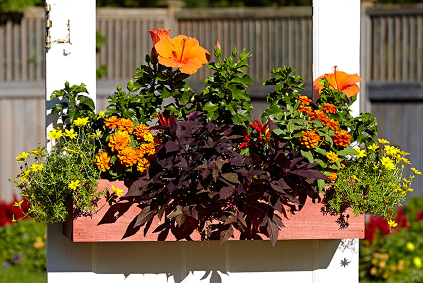 upcycled-door-planter-shabby-chic-windowbox: All of these plants bloom best in full sun with plenty of heat, and should keep getting better as summer wears on.