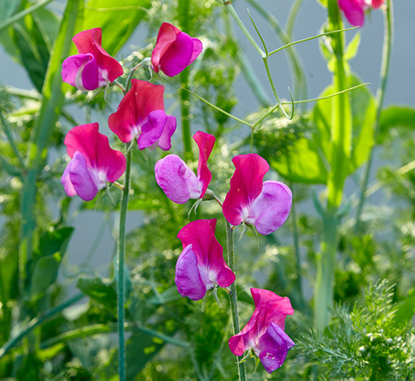 old-fashioned-favorite-flowers-sweet-peas