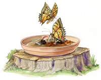 Easy Butterfly puddler illustration