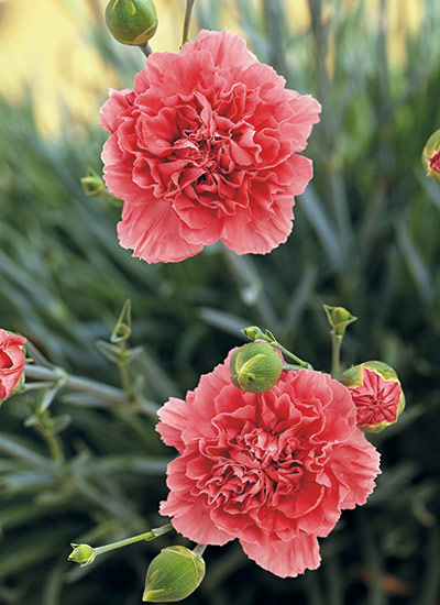 Dianthus (Dianthus Scent First® Pink Fizz)