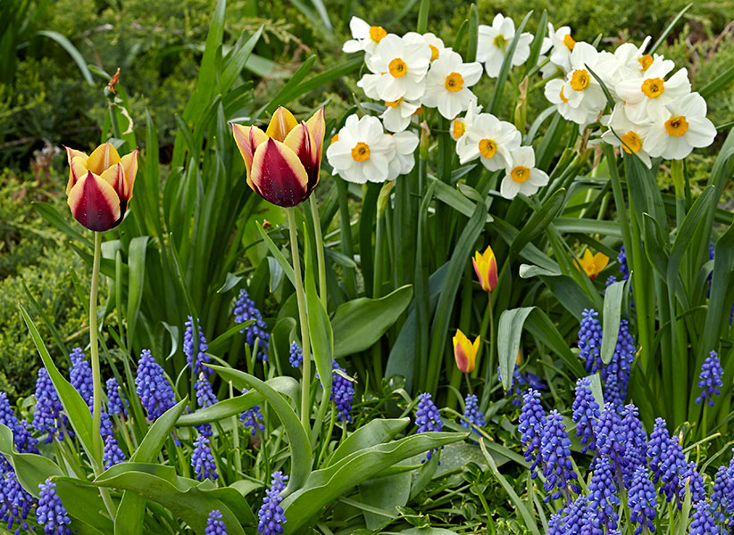 Plants with Red Flowers & Foliage