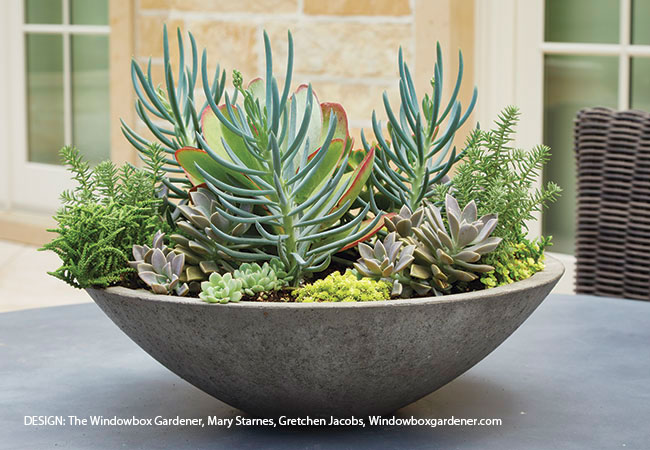 Succulent planter for summer by Windowboxgardener.com: The textured succulents in this bowl are a feast for the eyes! Don’t worry if you knock off a leaf or two from the plants here. Many succulents’ leaves will sprout if you leave them lying on the soil. Design by The Windowbox Gardener, Mary Starnes, Gretchen Jacobs, Windowboxgardener.com.