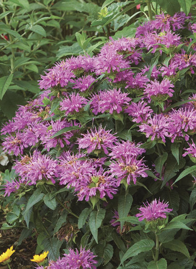 Grand Parade™ bee balm (Monarda didyma)