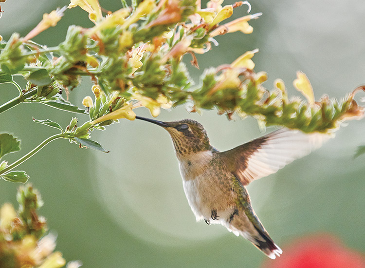female ruby-throated hummingbird feeding on agastache flowers