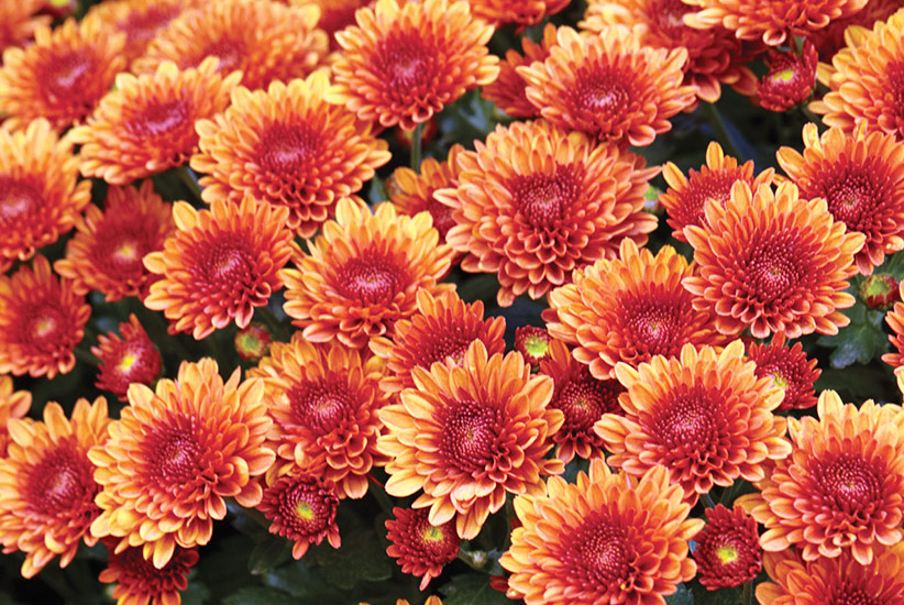 ‘Copper Coin Bronze’ cushion mum (Chrysanthemum x morifolium)