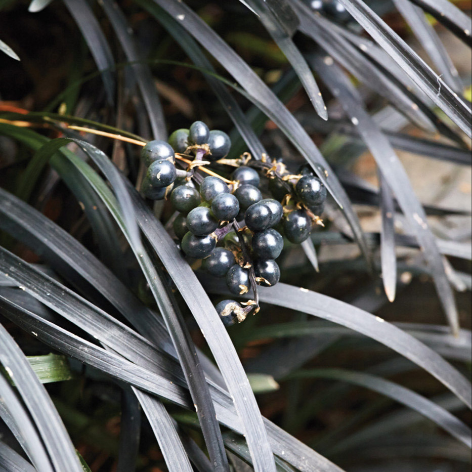 Black Mondo grass black foliage and berries close up: Deep purple-black, strappy foliage and pink flowers in summer are followed by these unique black berries.