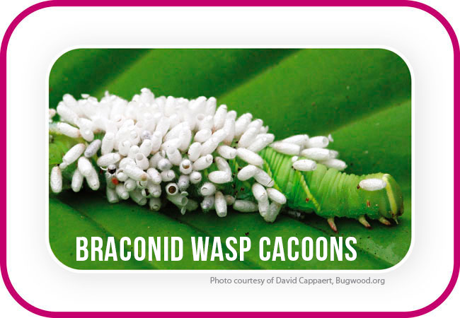 braconid wasp cocoons covering a tomato hornworm photo courtesy of David Cappeart