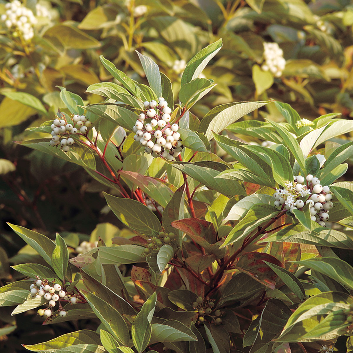 Red osier dogwood (Cornus sericea): Red osier dogwood trees are actually best planted in spring rather than fall.