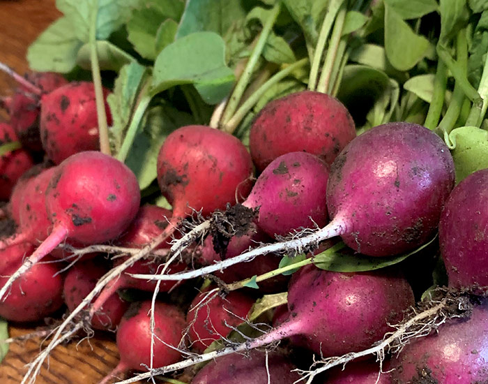 Harvested radishes: Radishes look their best when harvested at the right time like this perfect red globe variety