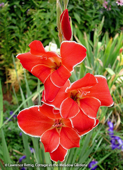 Gladiolus (Gladiolus hybrids)