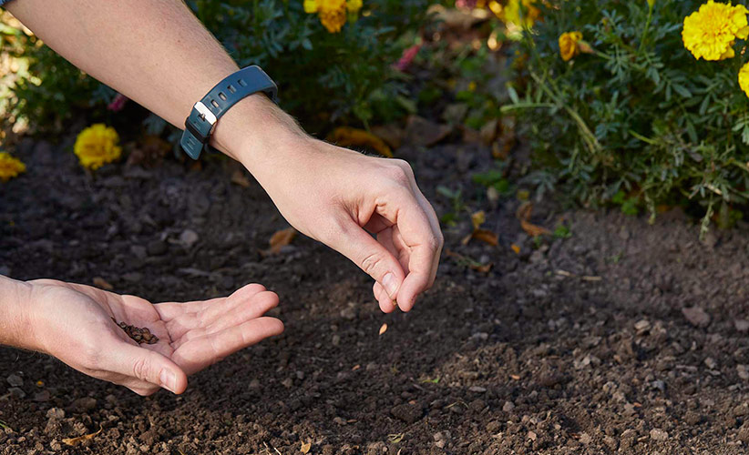  graines d'asclépiade: Il suffit de saupoudrer les graines d'asclépiade sur un sol bien labouré et de les tapoter, d'ajouter une couche de sol et de les arroser. Les graines semées à l'automne seront naturellement stratifiées à l'extérieur.