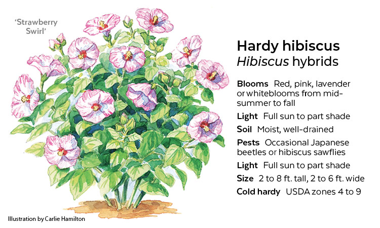 Hardy Hibiscus botanical illustration By Carlie Hamilton