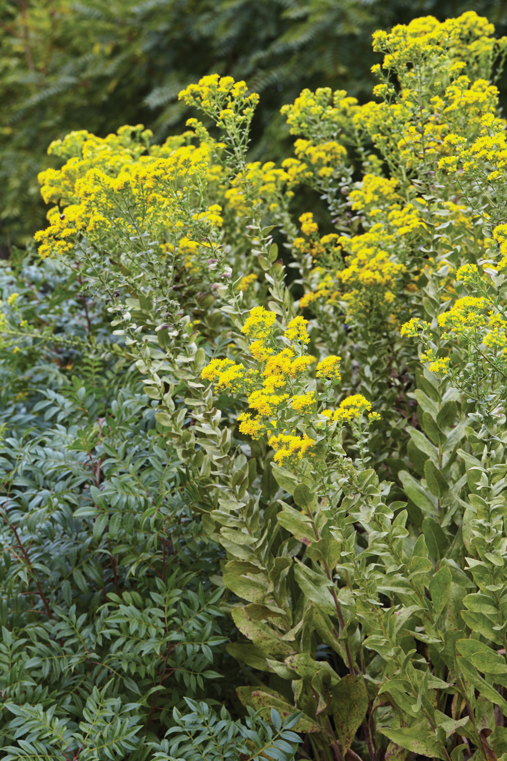 GG185PESTS 19 gajd1325 175681: Goldenrod is an all-star in the late-season garden for providing an abundance of nectar-rich blooms.