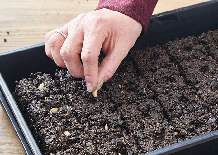Planting seeds in soil blocks: Drop seeds into the preformed divots created by the soil blocker tool.