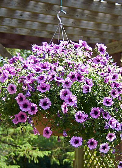 Petunia (Petunia hybrids)