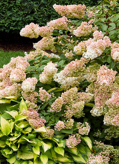 Strawberry Sundae® panicle hydrangea (Hydrangea paniculata)