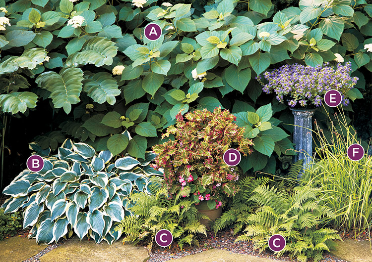 shade-garden-combinations-with-hostas-coleus-pedestal-combo-lettered