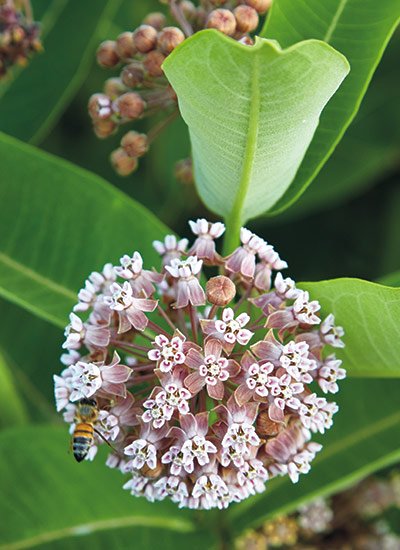 Common milkweed (Asclepias syriaca)