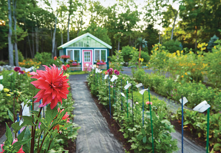 Dahlia patch at Candy and Don Gagnon's: The Gagnons grow about 140 dahlia plants in their cut-flower garden every year.