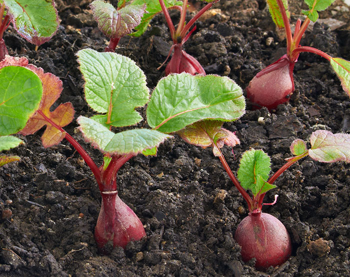 Radishes growing in the ground: Radishes are easy to sow directly into soil in spring or fall. 