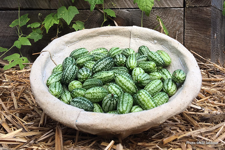 cucamelon harvest Niki Jabbour: Harvest cucamelons when they’re about an inch long.