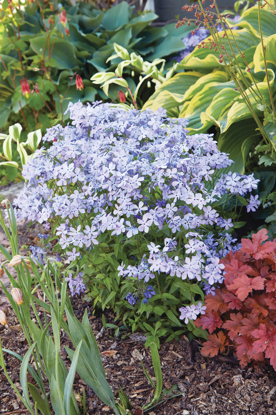 GGB009 41f04PU Woodland phlox: Tuck clay-tolerant woodland phlox in shady borders for charming spring color.