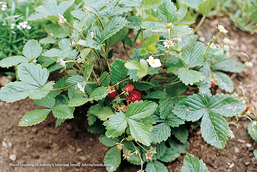 Alpine strawberry (Fragaria vesca ‘Alexandria’) 