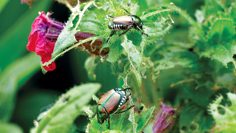 Your Guide to Japanese Beetles
