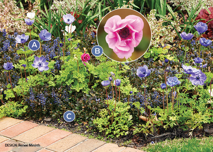 Renee Minirth Windflower spring garden bed combo:  The calming, cool colors of windflower and bugleweed make a charming spring combination.