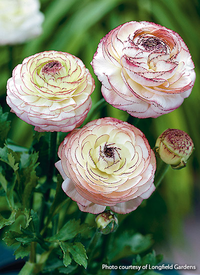 Tomar Picotee ranunculus (Ranunculus hybrid)