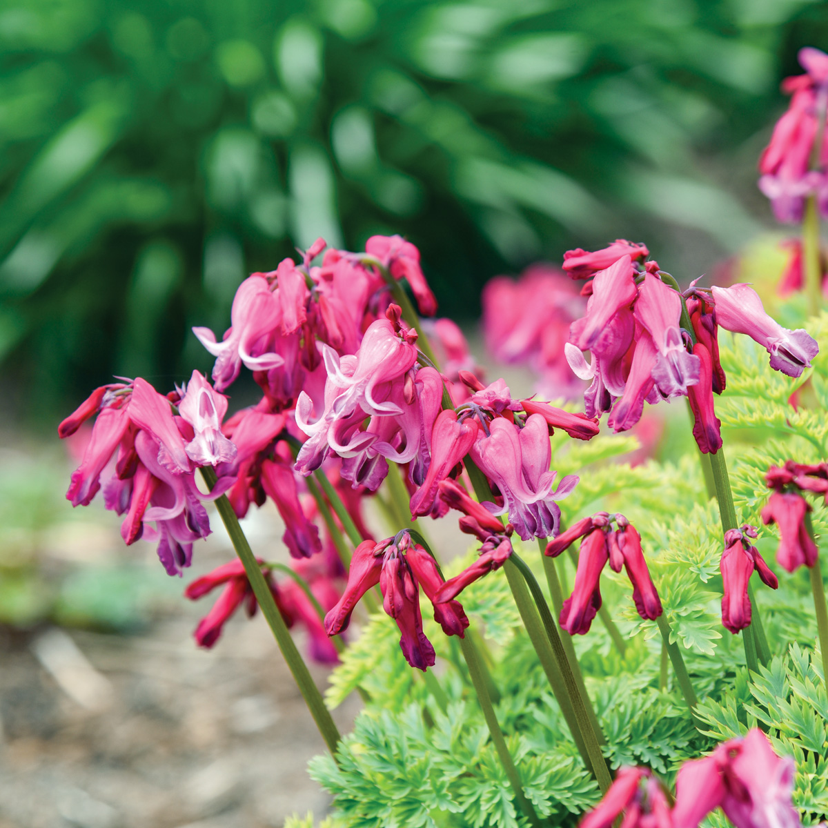 Passion Hearts Dicentra new plant 2026 courtesy of Walters Gardens: Photo courtesy of Walters Gardens