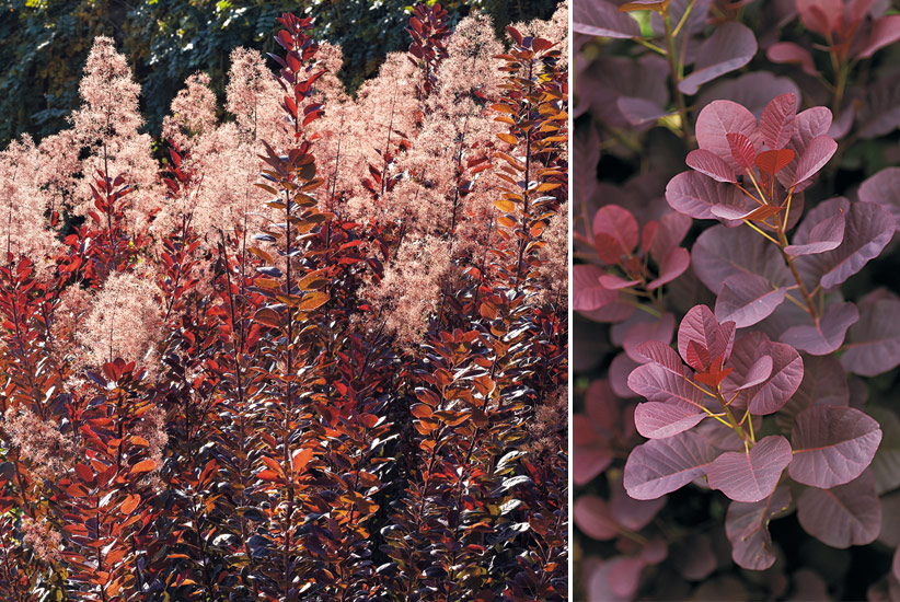 ‘Royal Purple’ Smokebush