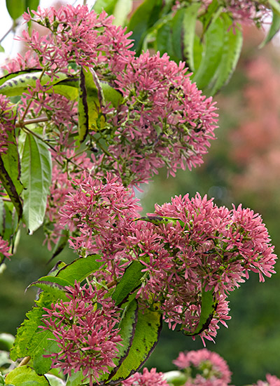 Seven-son flower (Heptacodium miconioides)