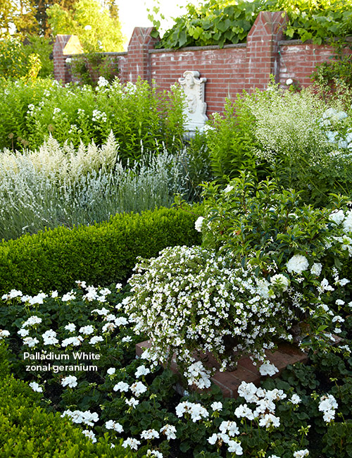 Palladium white zonal geranium in white flower garden bed: Elegant-looking white zonal geraniums are a perfect fit for this
boxwood-edged formal border.