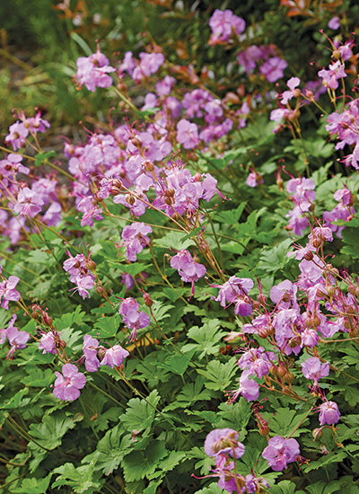 ‘Karmina’ perennial geranium (Geranium x cantabrigiense) 