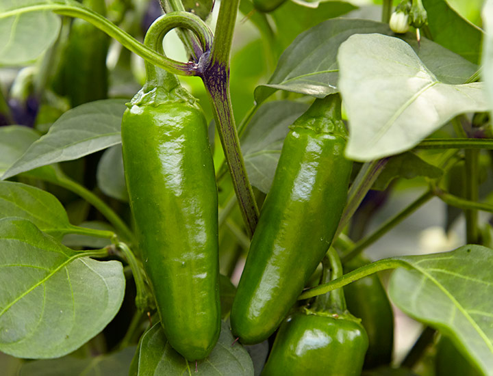 Jalapeno peppers on the plant: Clearly jalapeños, not basil. 