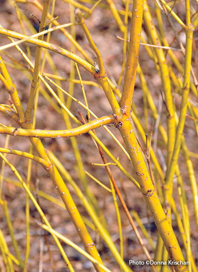 Yellow twig dogwood (Cornus sericea ‘Flaviramea’)